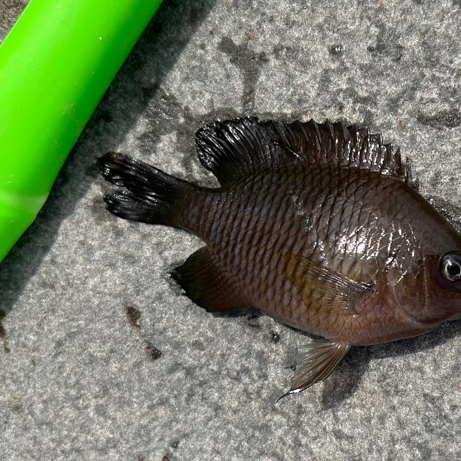 The most recent Big-lip damsel catches on Fishbrain