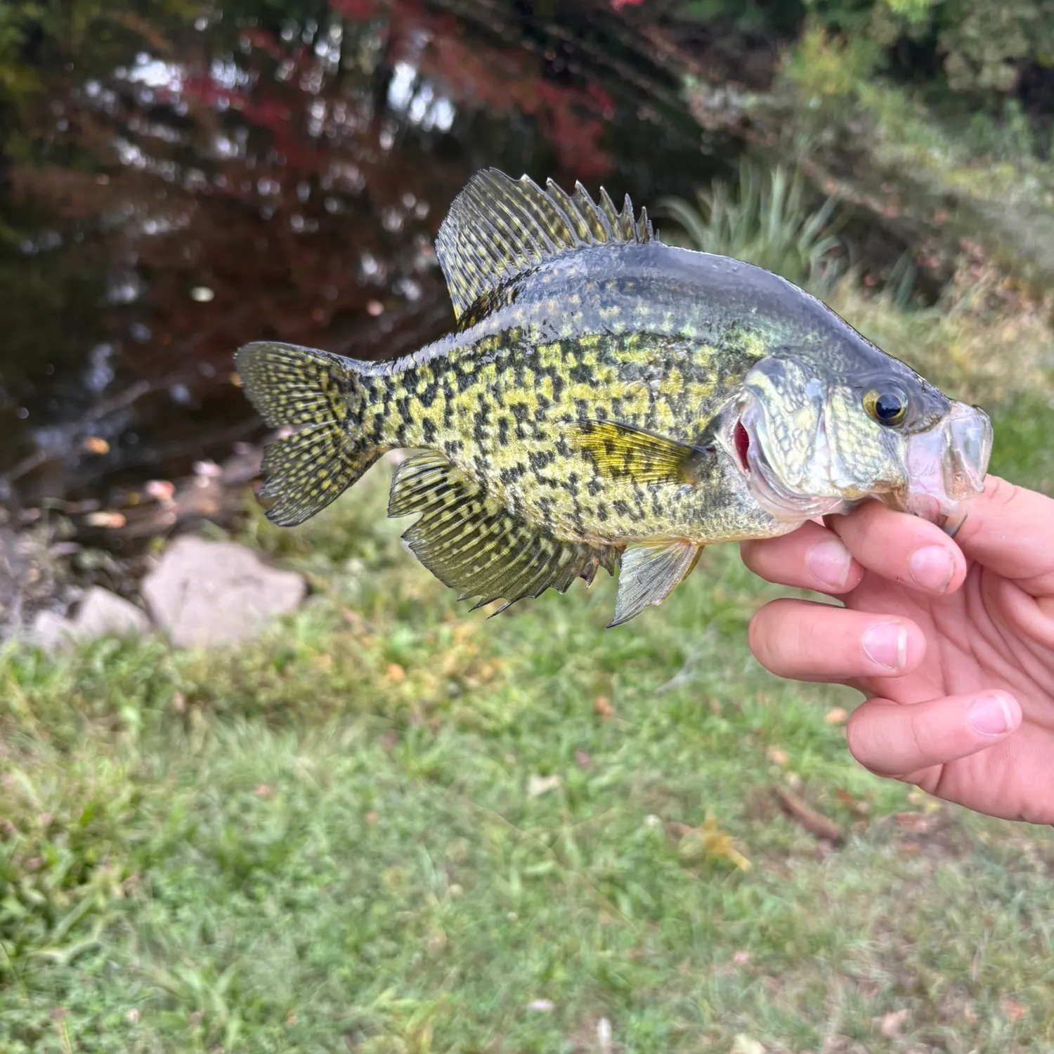 Black crappie caught on Fishbrain