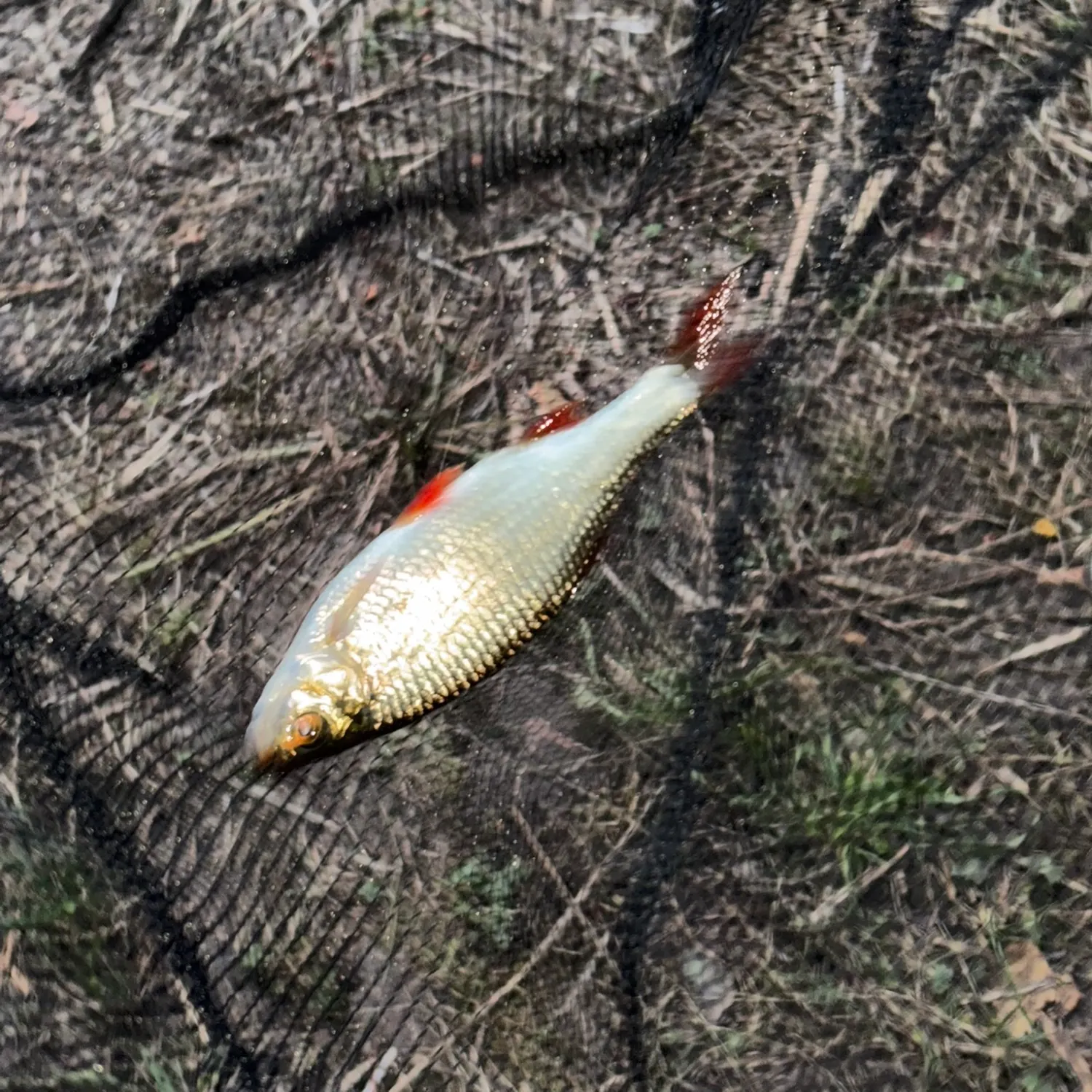 Common rudd caught on Fishbrain
