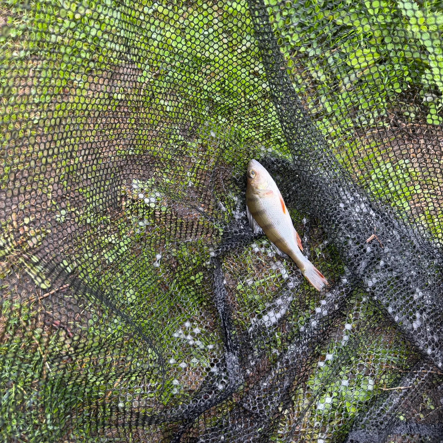 European perch caught on Fishbrain
