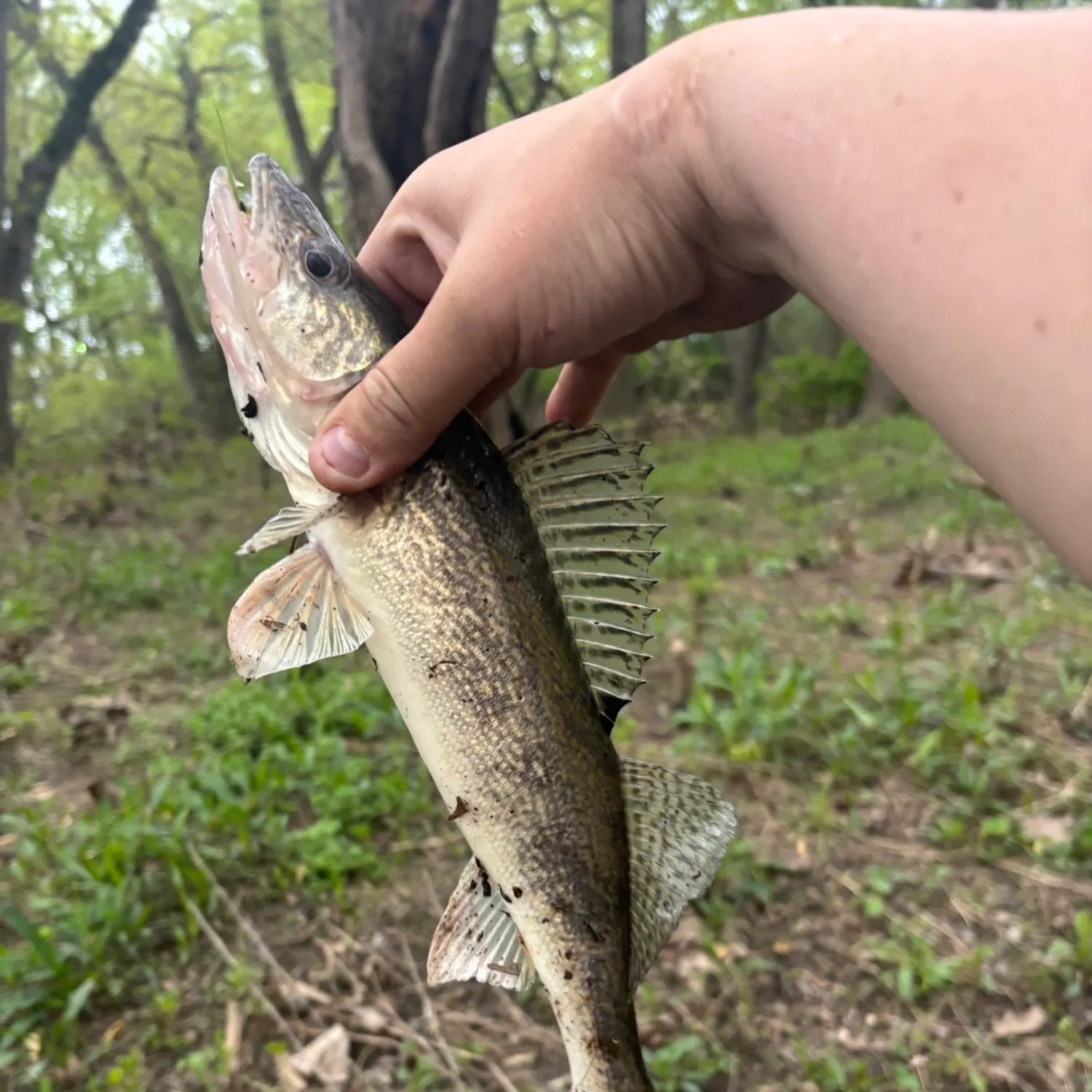 The most recent Saugeye catches on Fishbrain