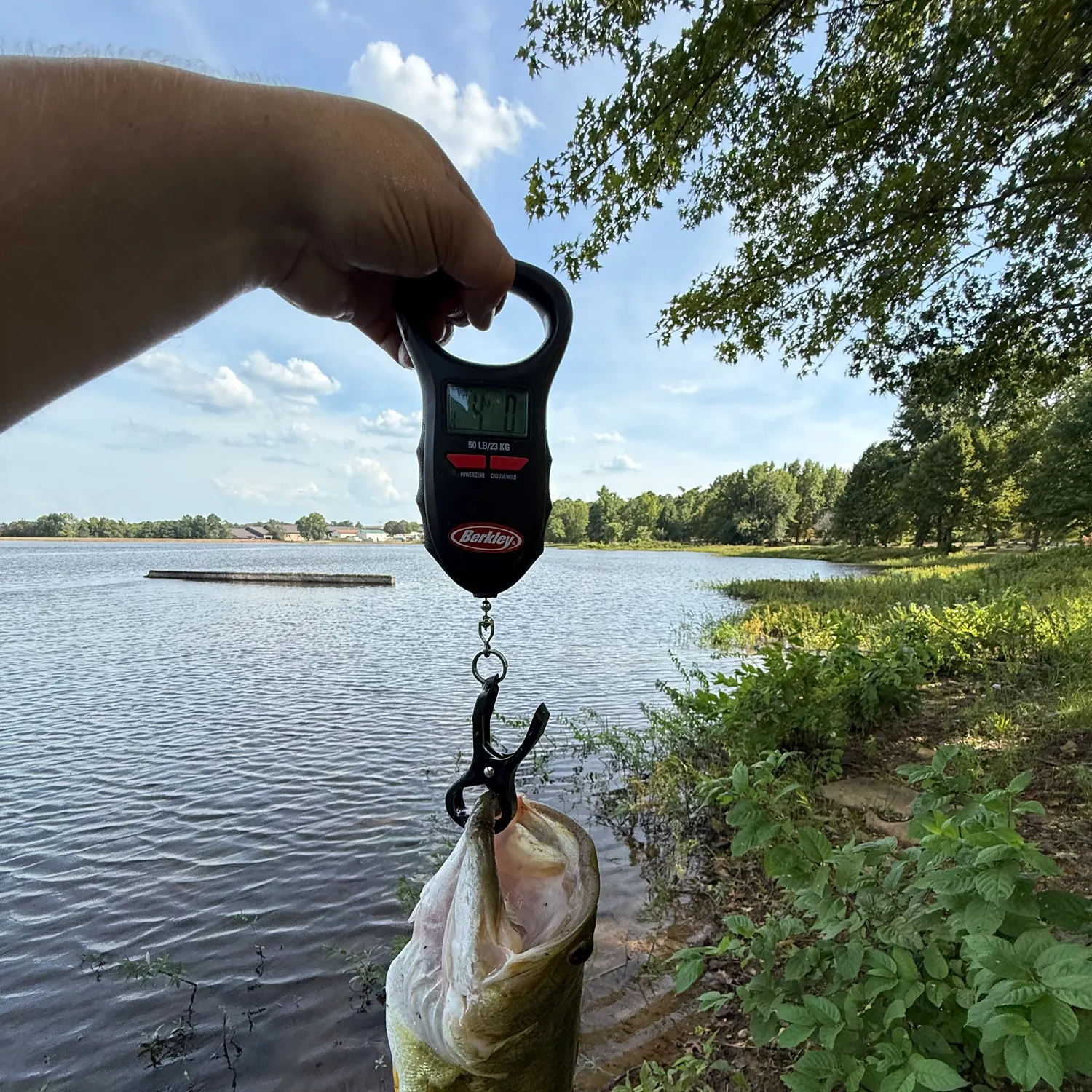 Largemouth bass caught on Fishbrain