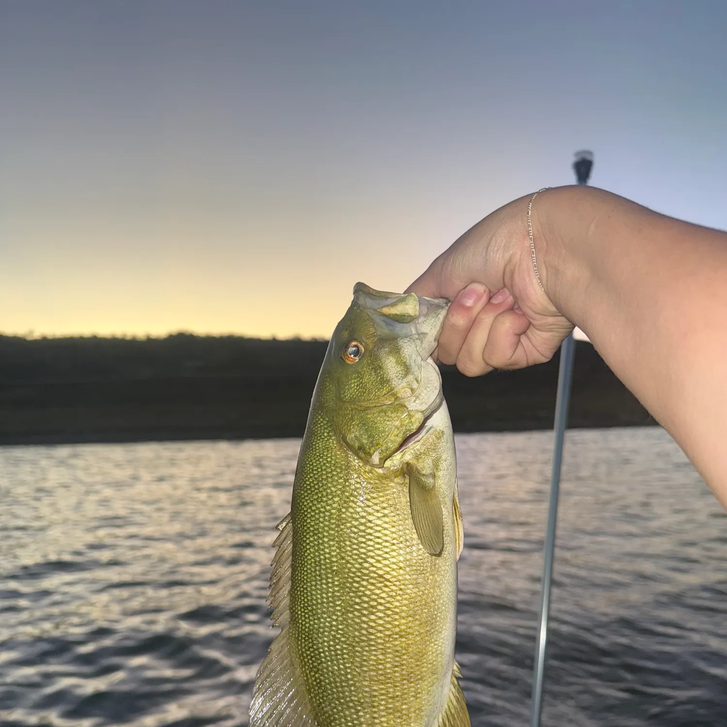 Smallmouth bass caught on Fishbrain