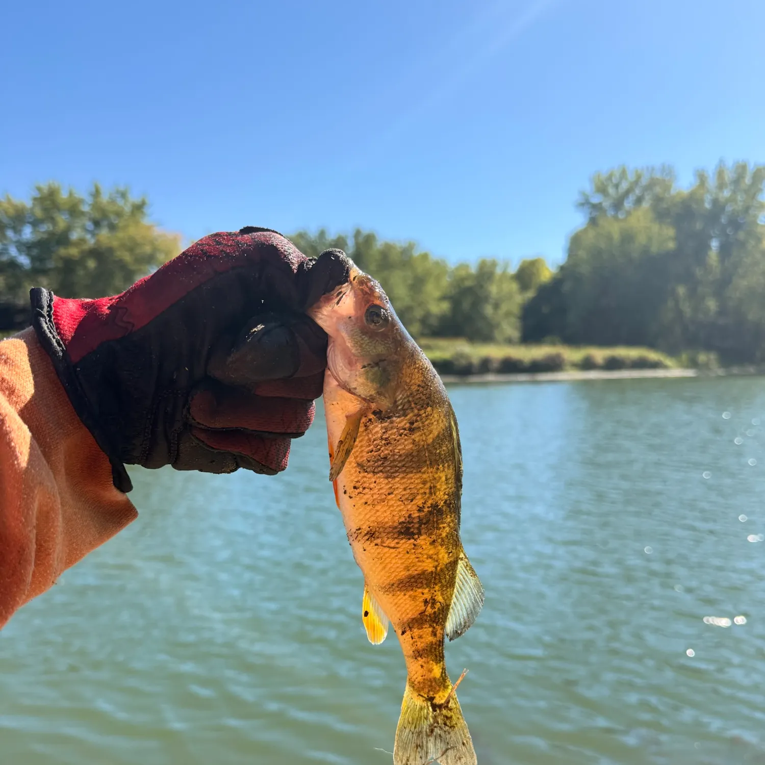 Yellow perch caught on Fishbrain