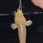The most recent Stinging eel catfish catches on Fishbrain