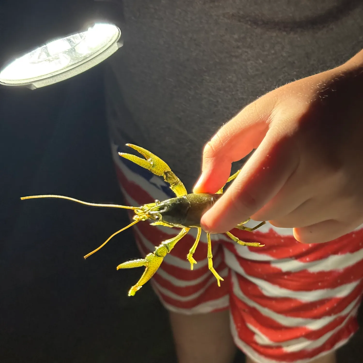 The most recent Northern clearwater crayfish catches on Fishbrain