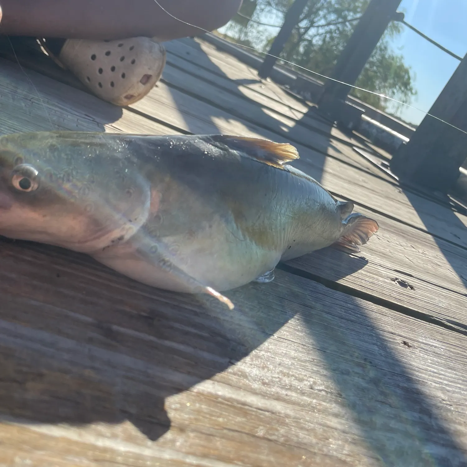 Fish caught on Fishbrain