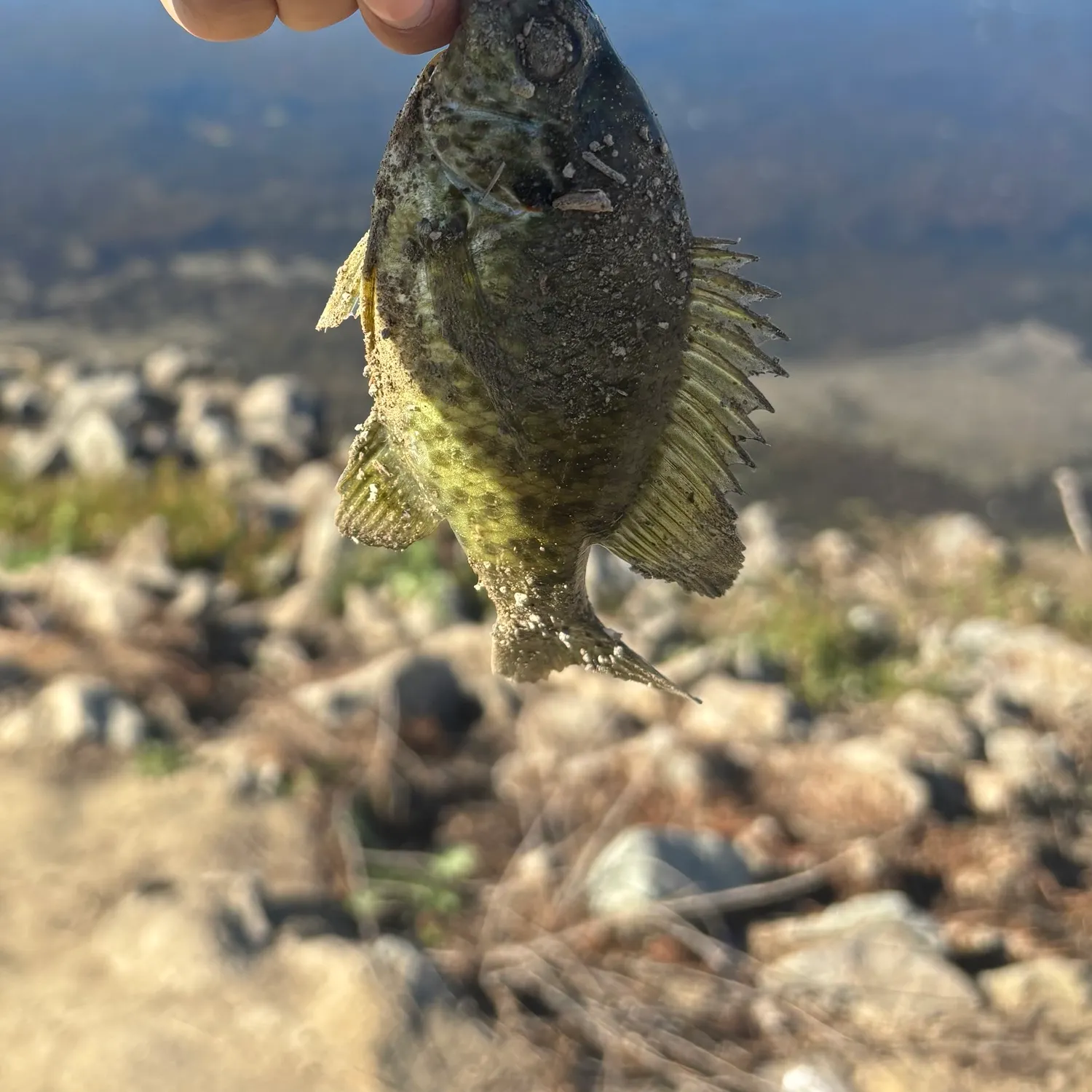 Redear sunfish caught on Fishbrain