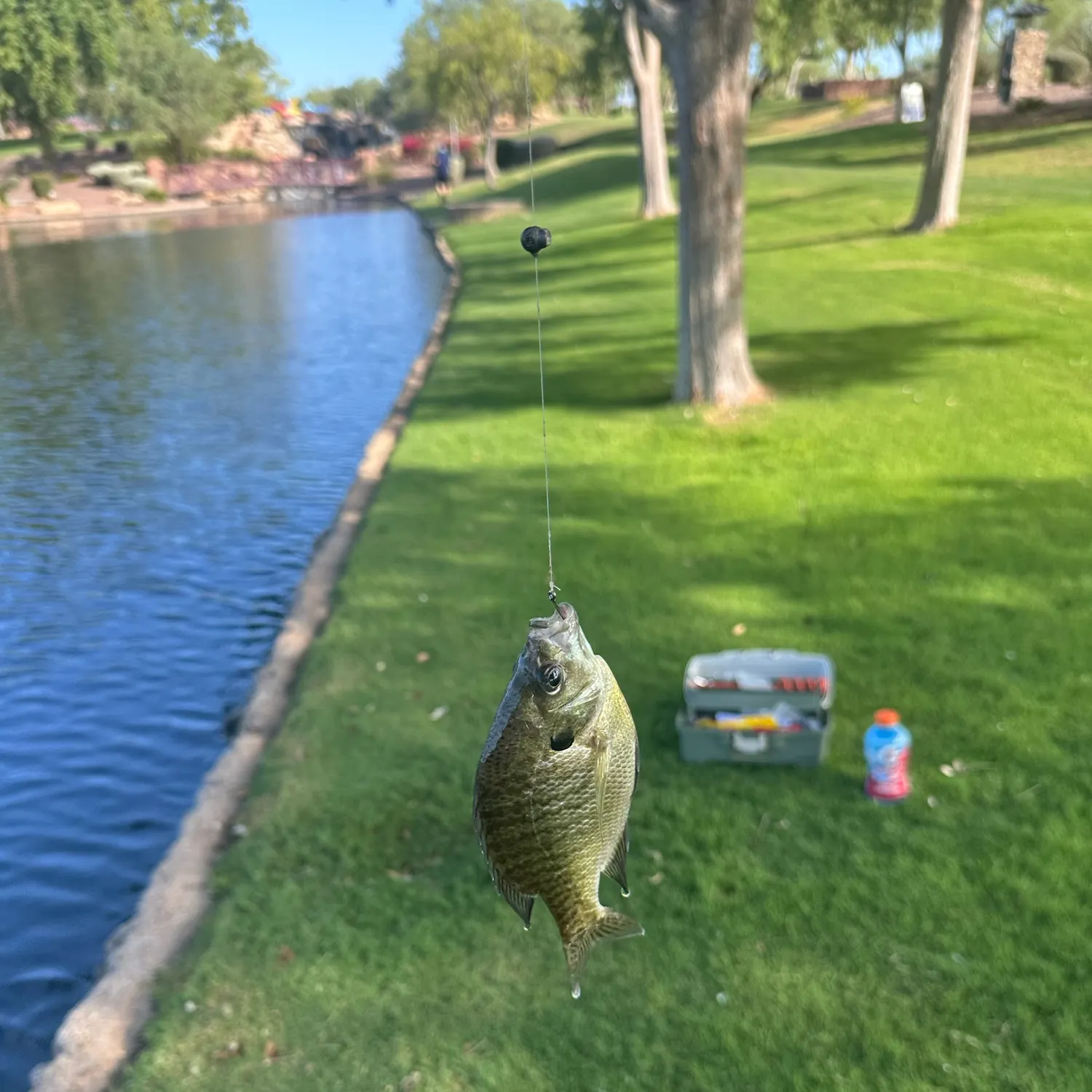 catch