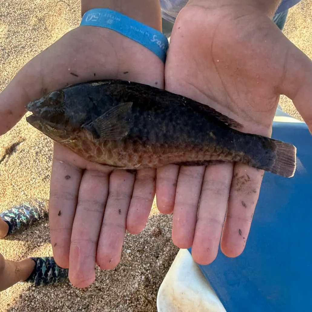 Fish caught on Fishbrain