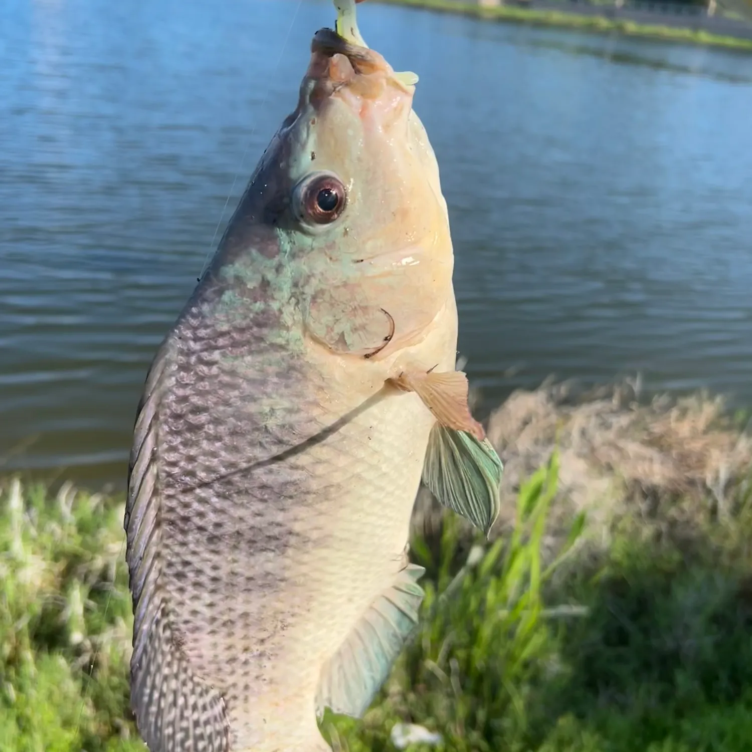 Blue tilapia caught on Fishbrain