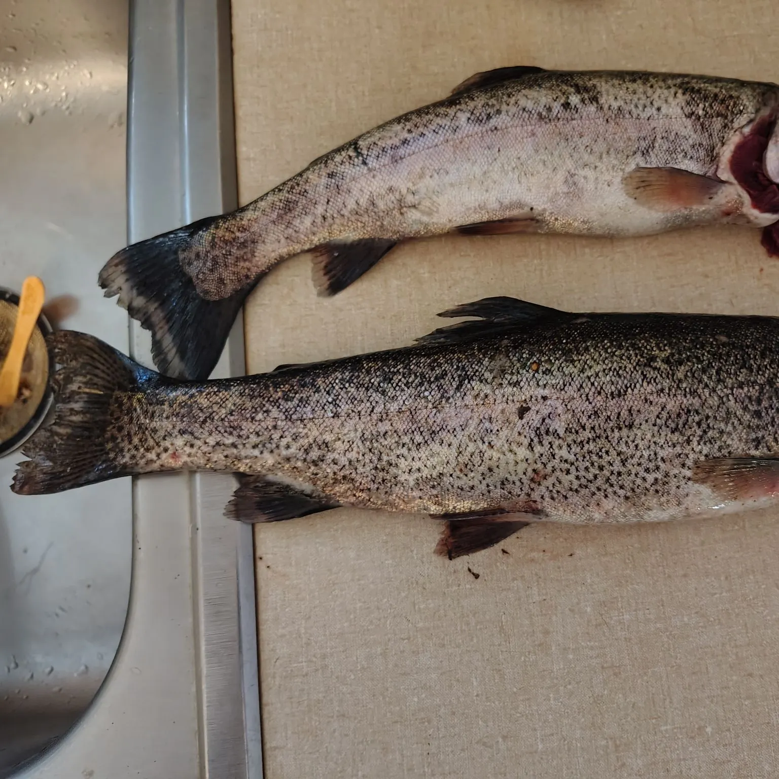 Rainbow trout caught on Fishbrain