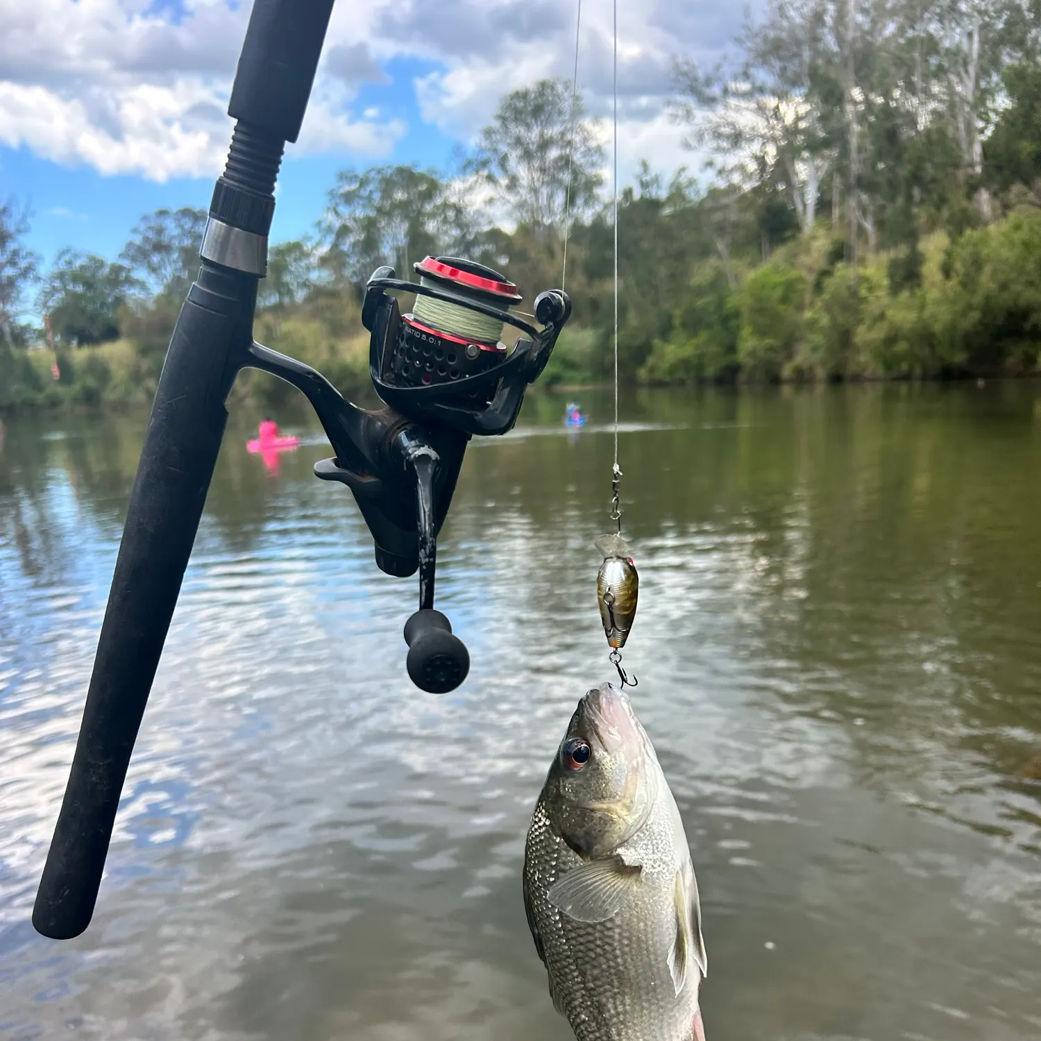 The most recent Australian bass catches on Fishbrain