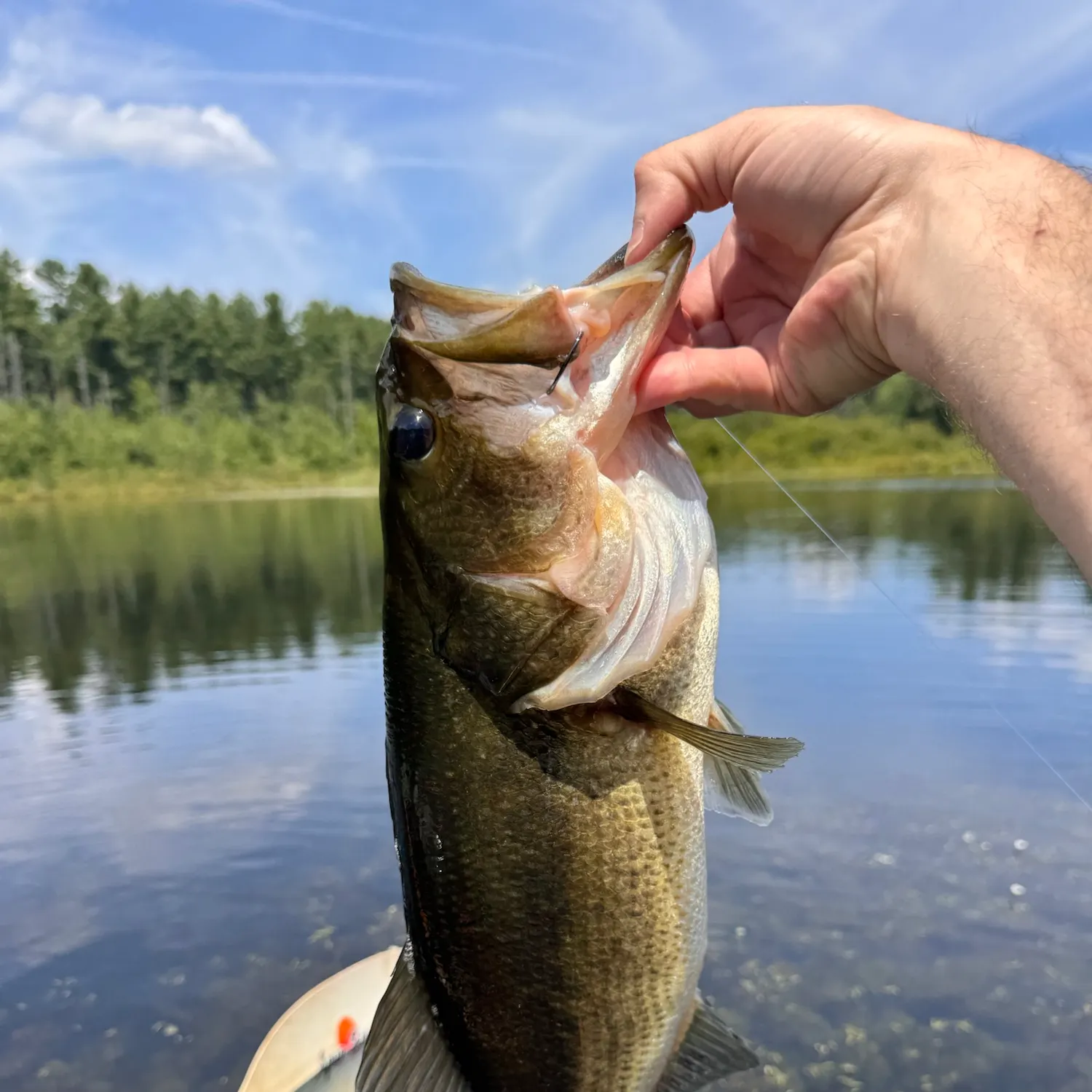 Largemouth bass caught on Fishbrain