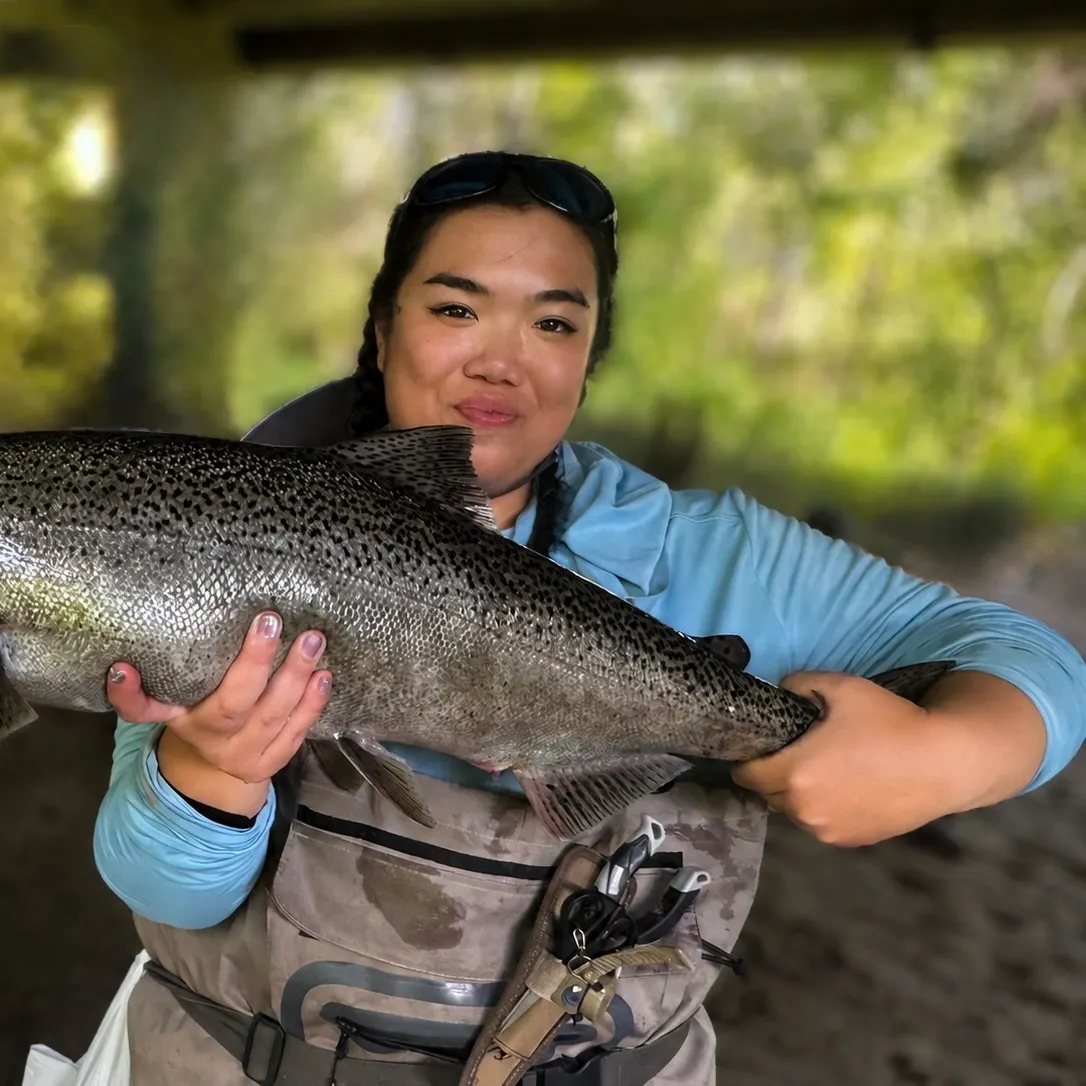 Chinook salmon caught on Fishbrain