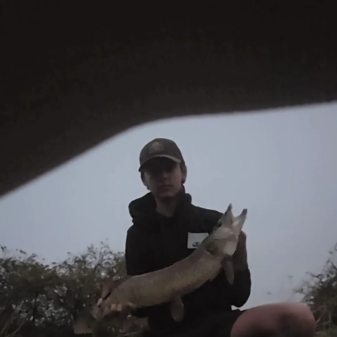 Northern pike caught on Fishbrain