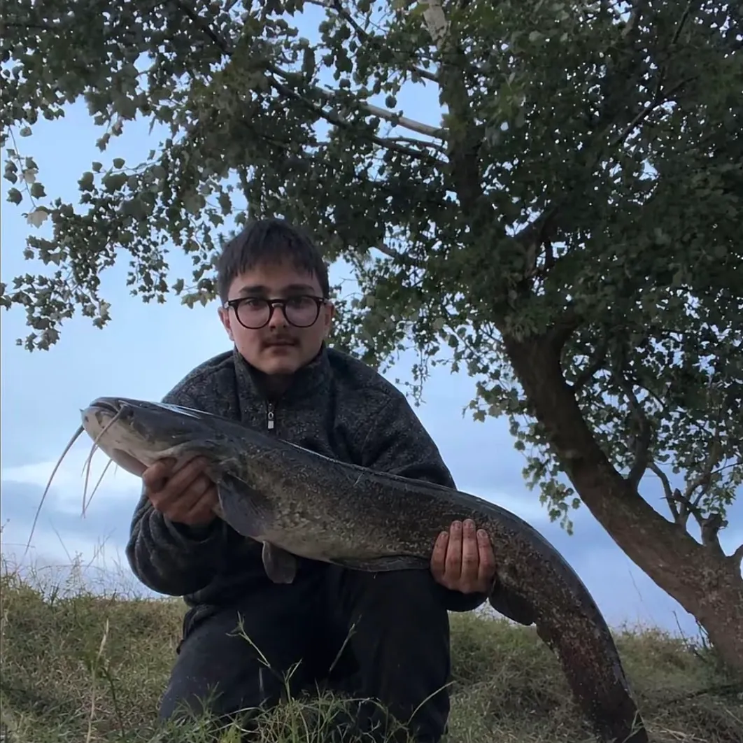 Channel catfish caught on Fishbrain