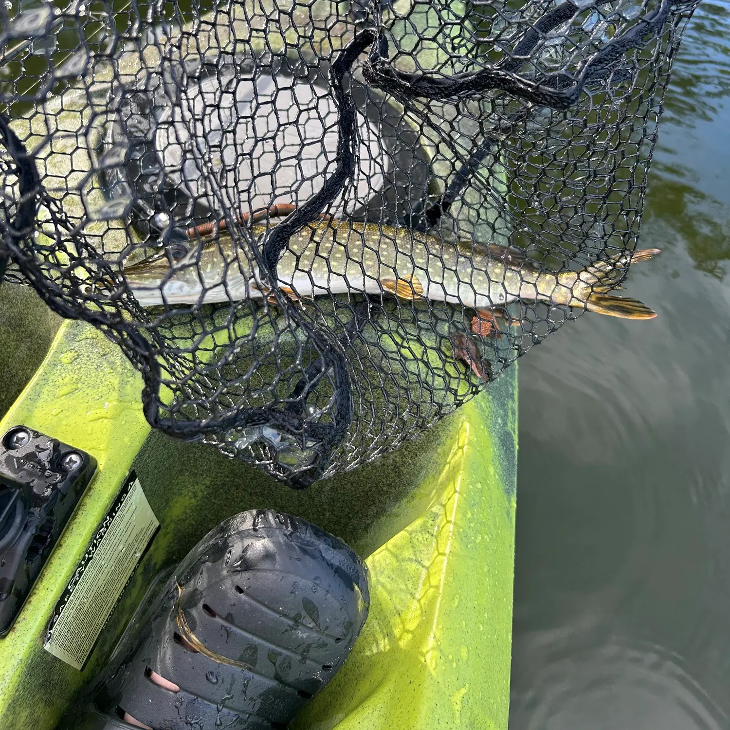 Northern pike caught on Fishbrain