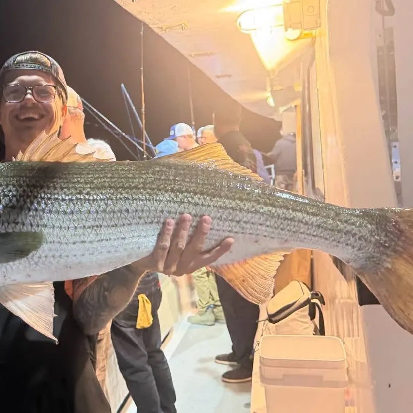 Striped bass caught on Fishbrain