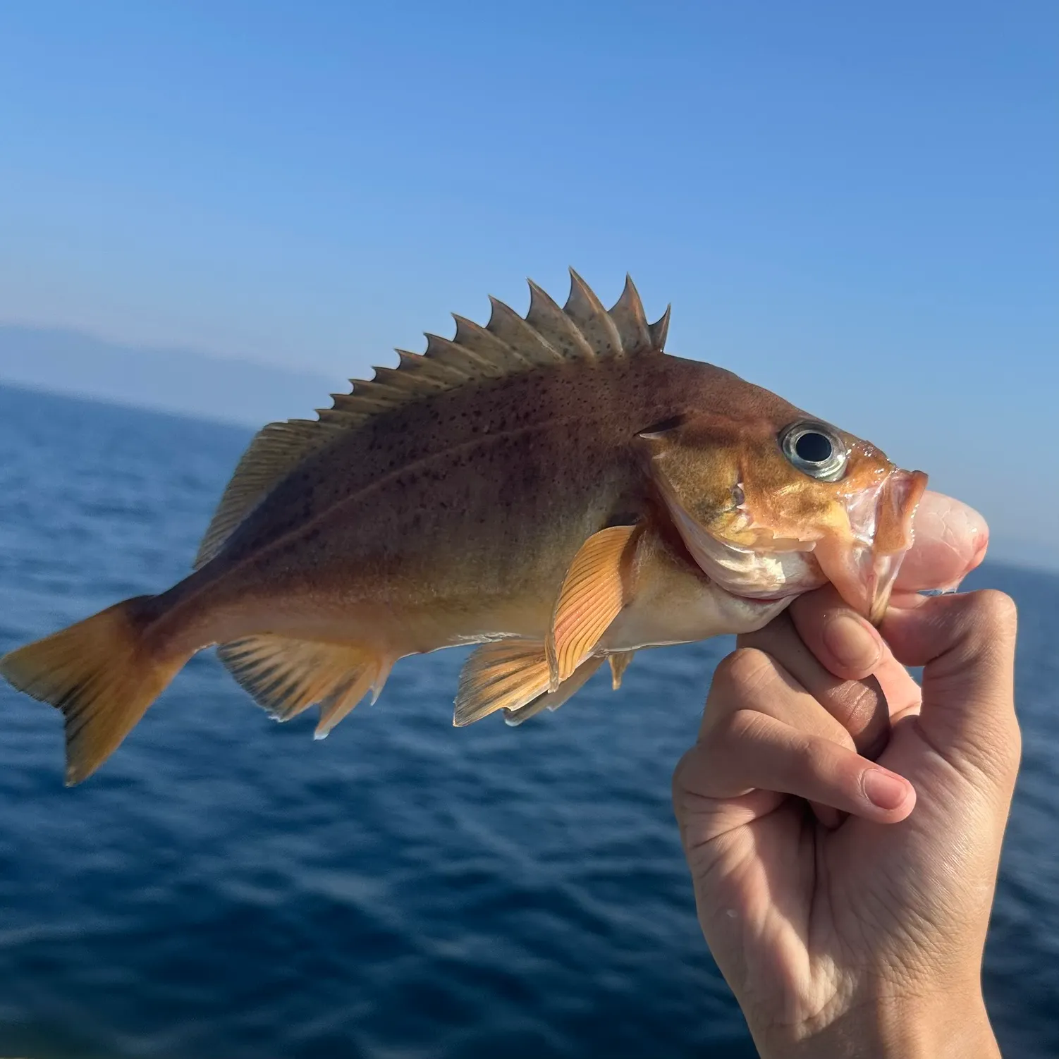 The most recent Copper rockfish catches on Fishbrain