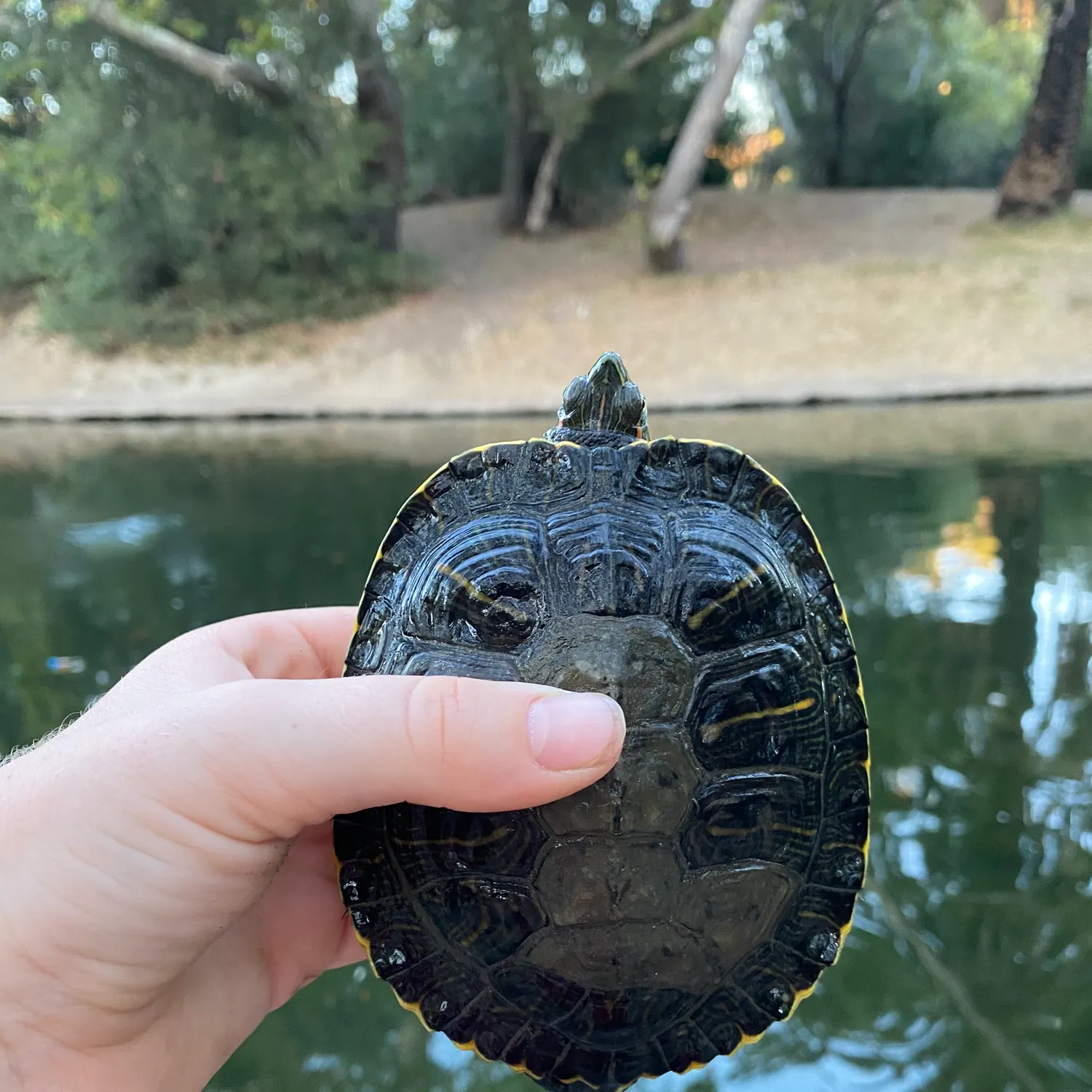 Pond slider turtle caught on Fishbrain
