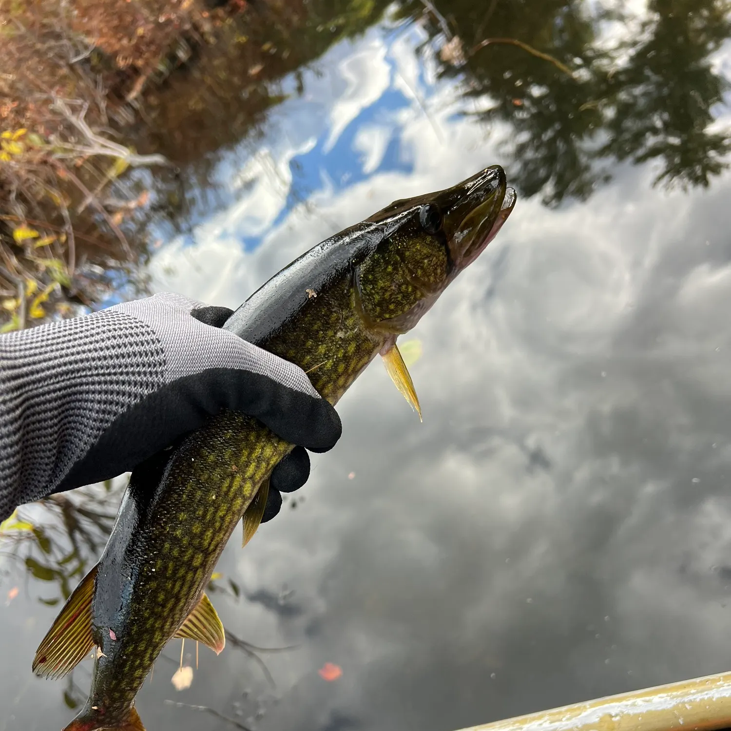 Chain pickerel caught on Fishbrain