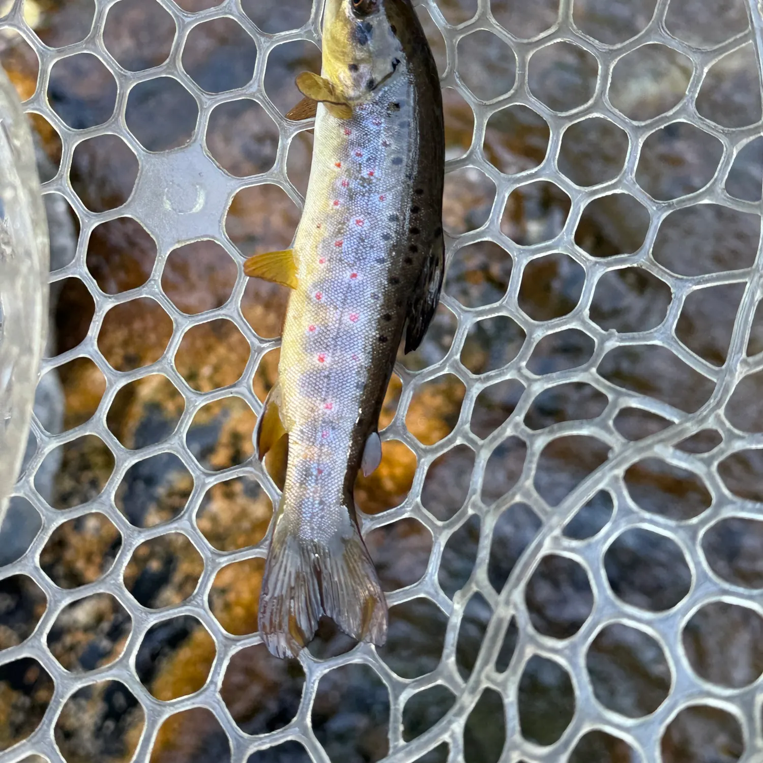 Brown trout caught on Fishbrain