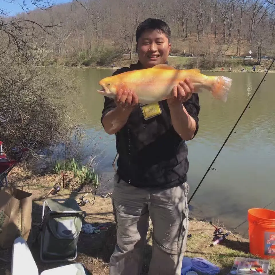 Golden rainbow trout caught on Fishbrain
