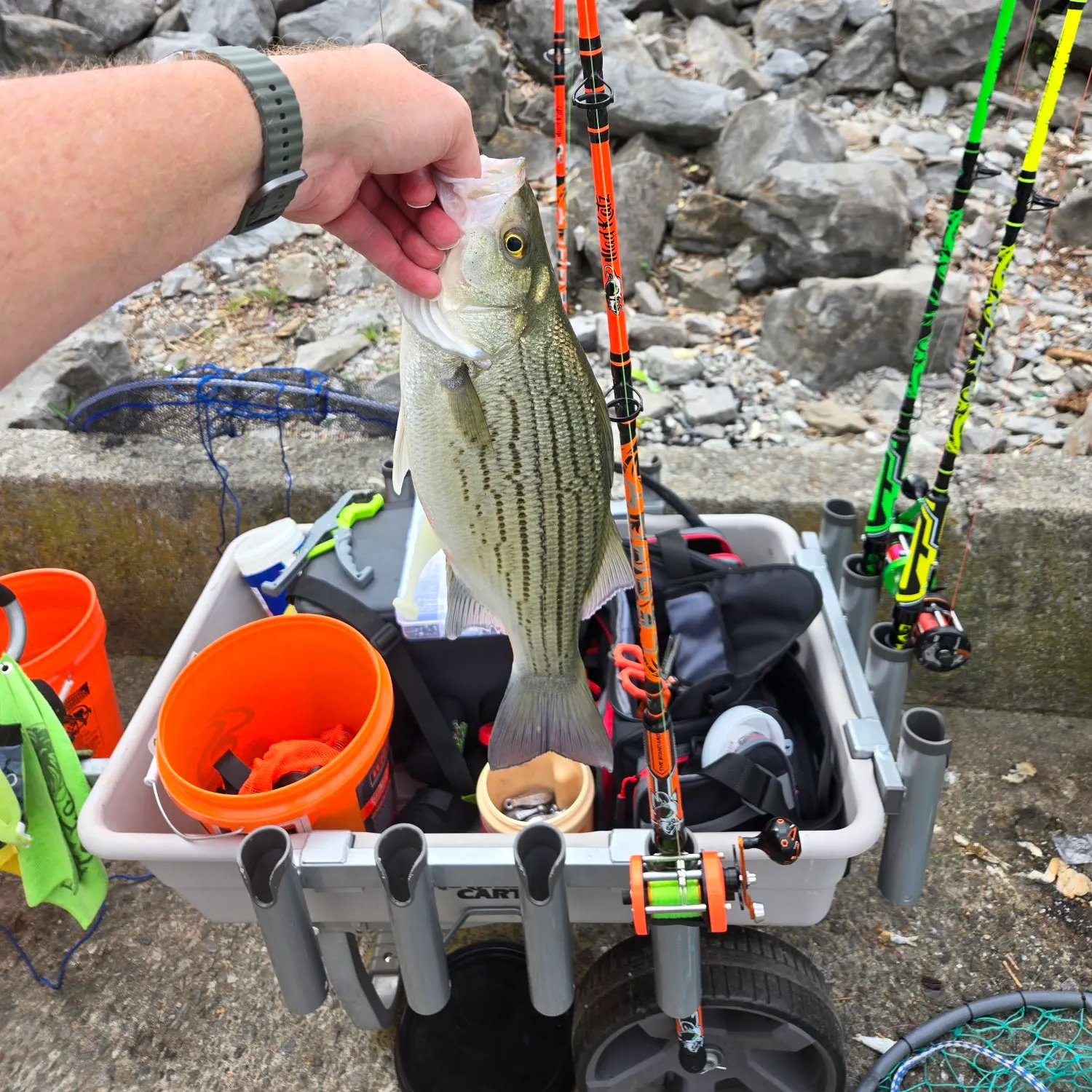 recently logged catches