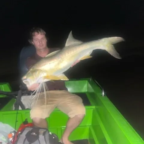 The most recent King threadfin catches on Fishbrain
