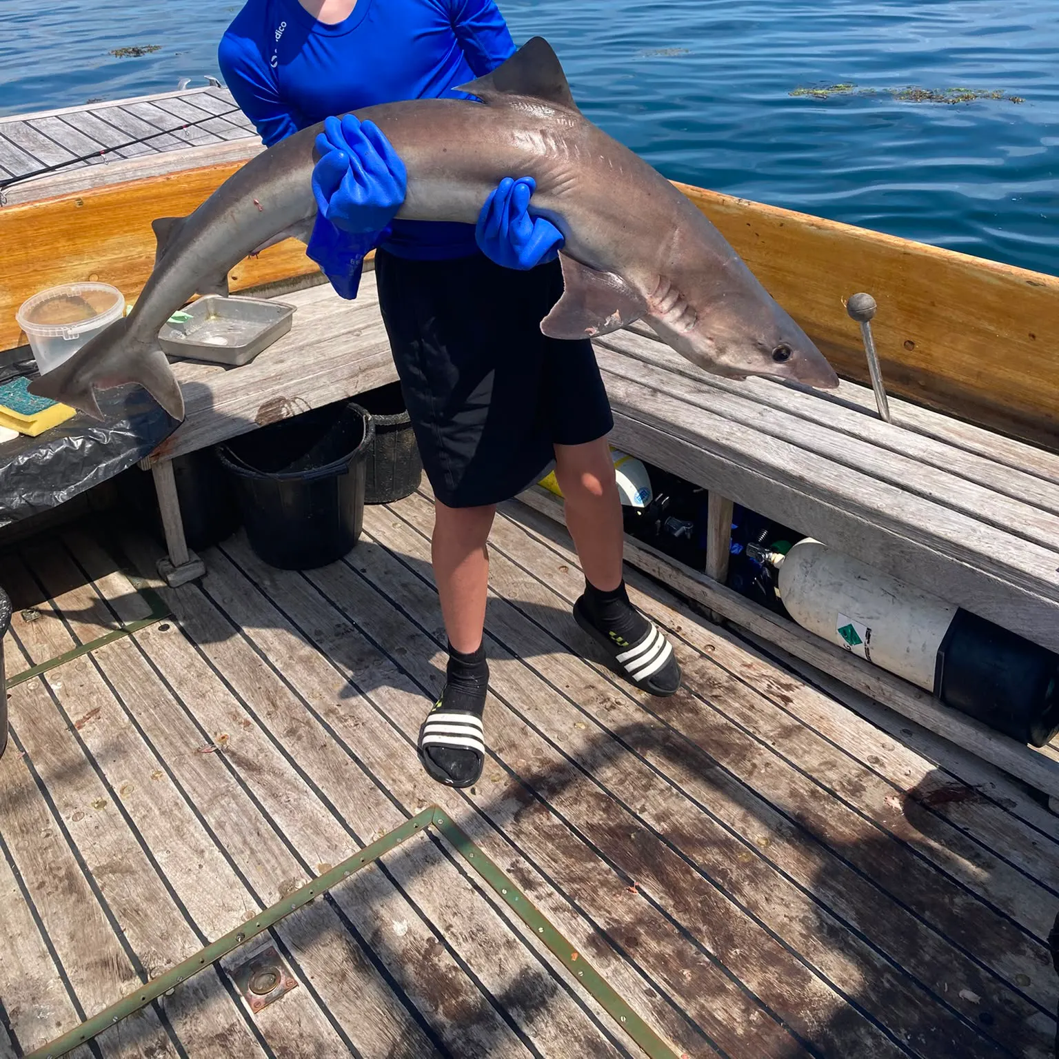 The most recent Tope shark catches on Fishbrain