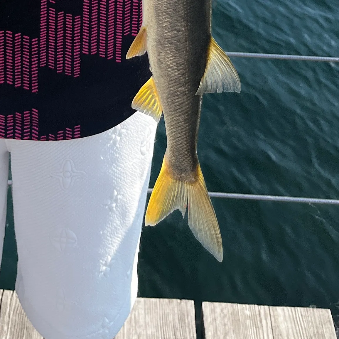 Northern pikeminnow caught on Fishbrain