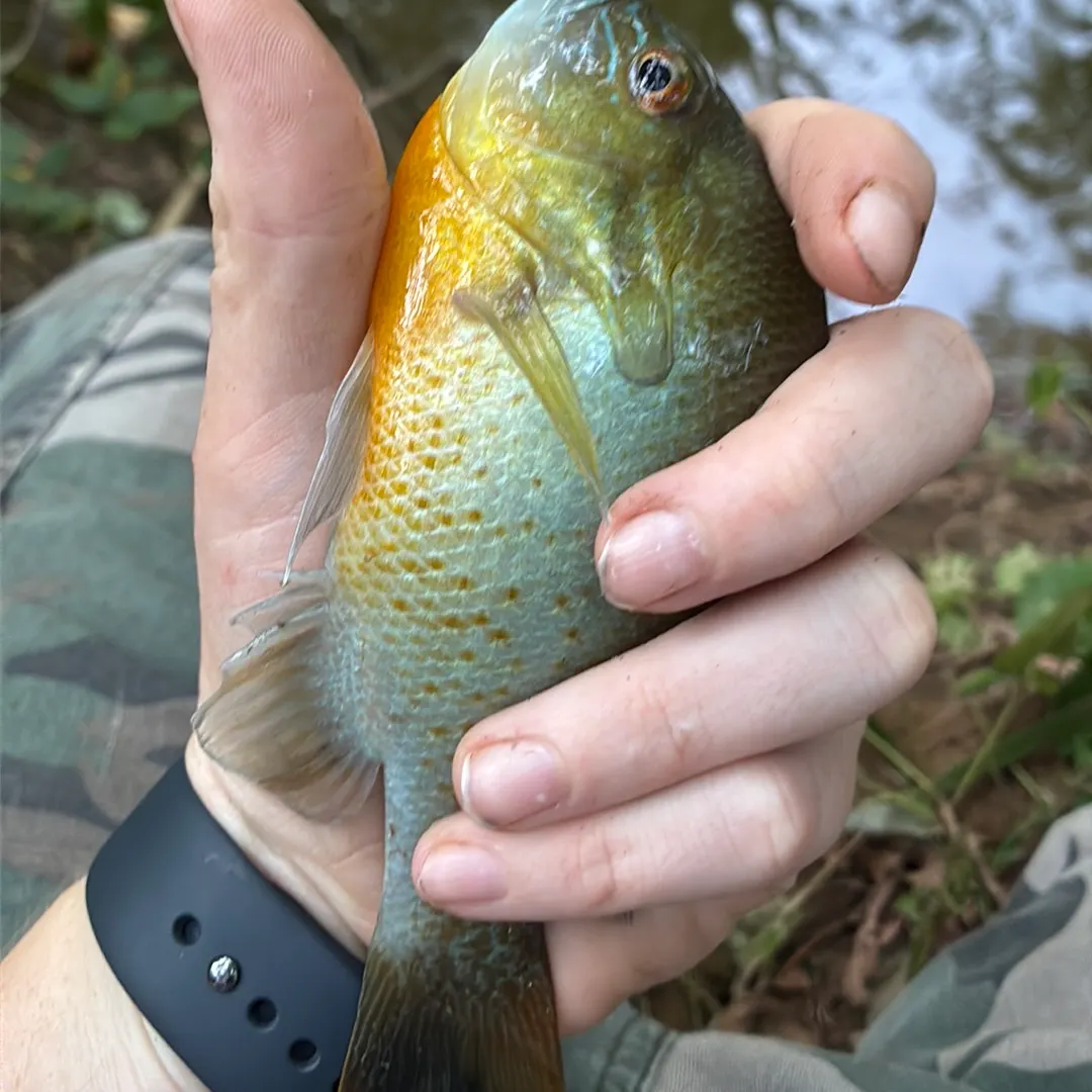 Redbreast sunfish caught on Fishbrain