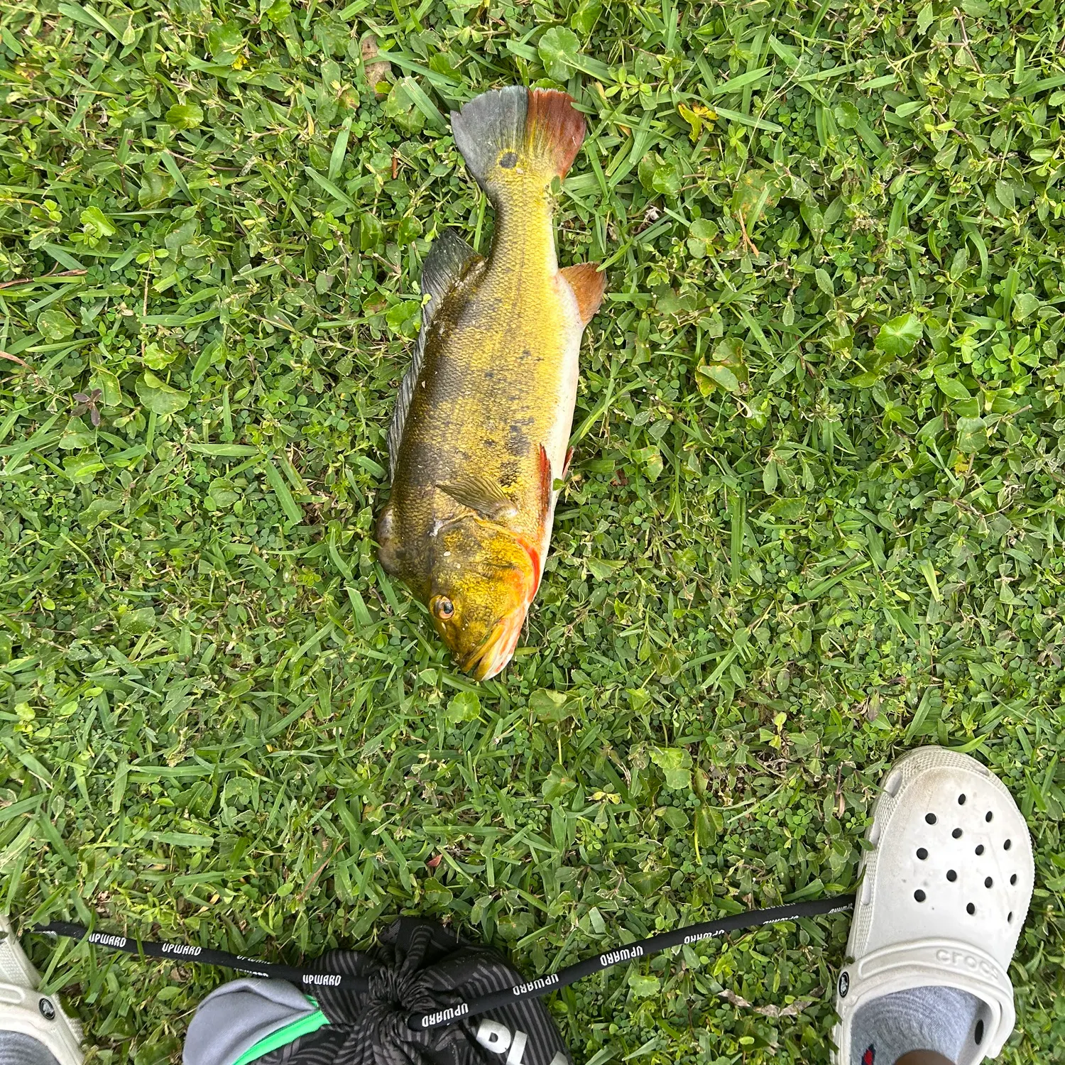 angler catch