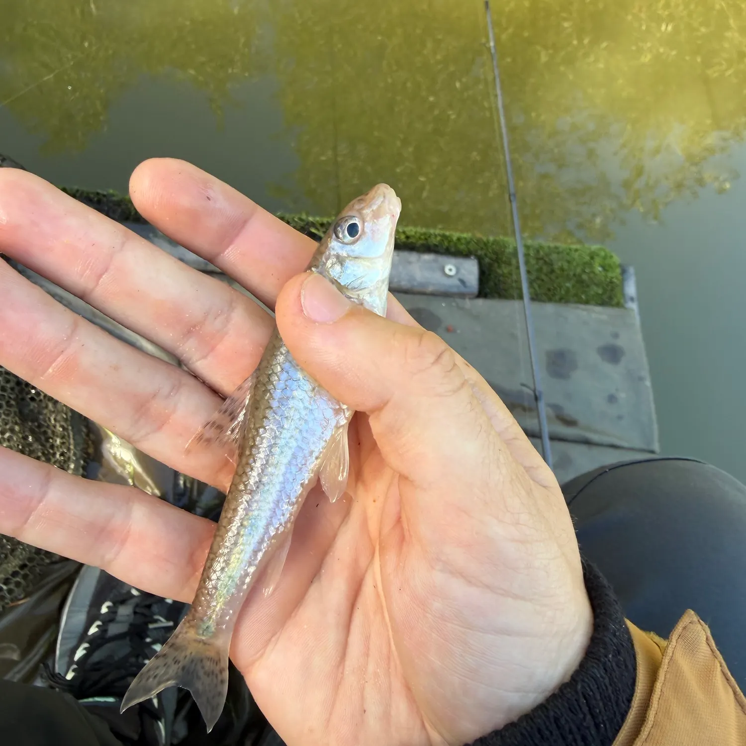Gudgeon caught on Fishbrain