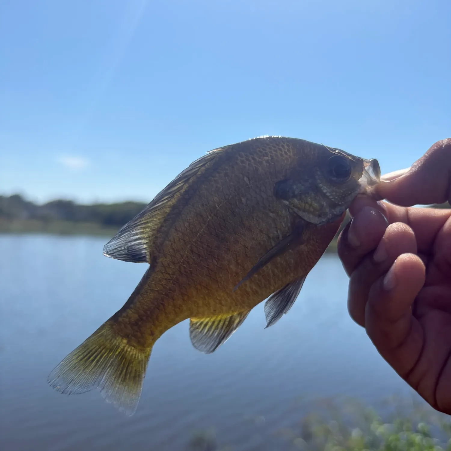 Bluegill caught on Fishbrain