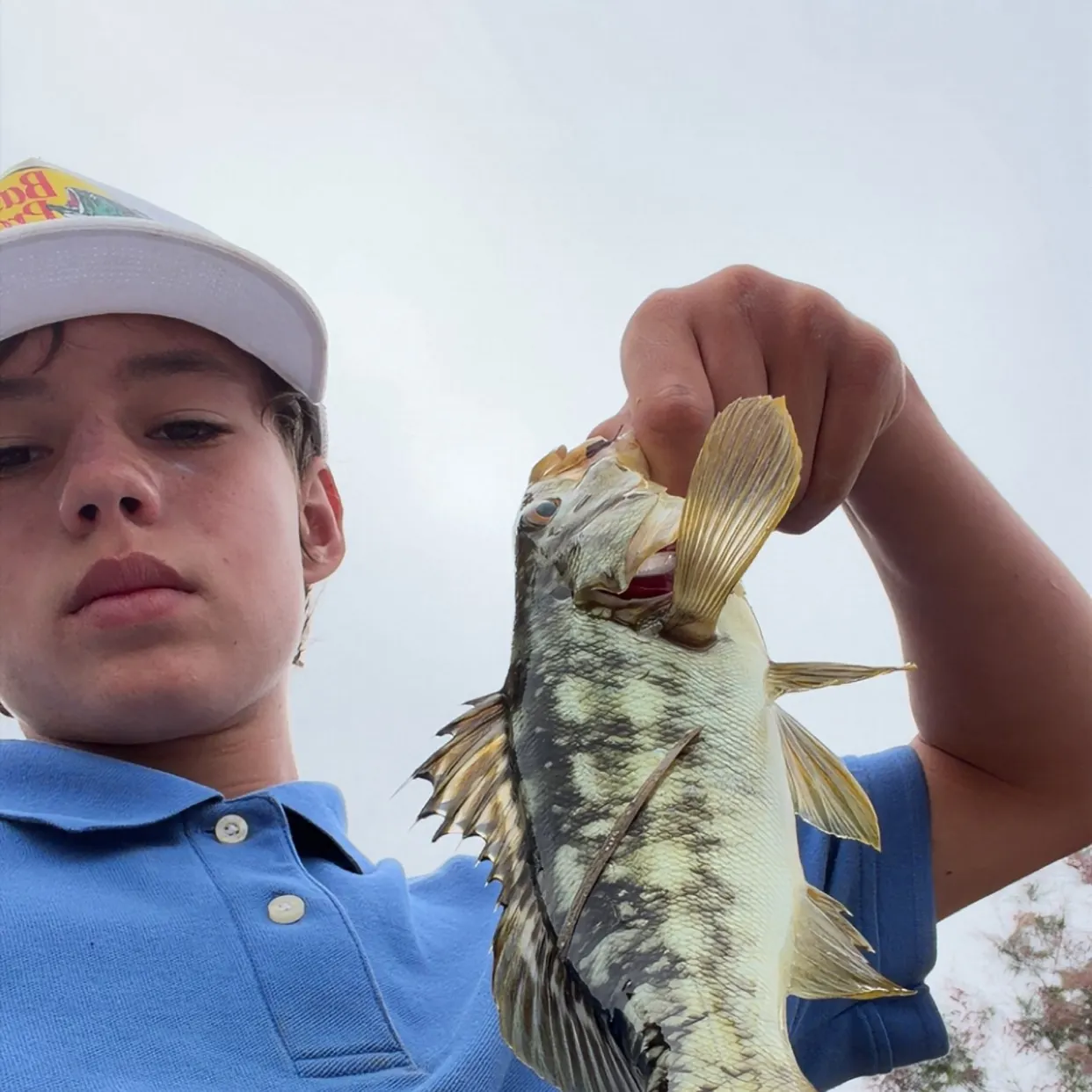 The most recent Kelp bass catches on Fishbrain