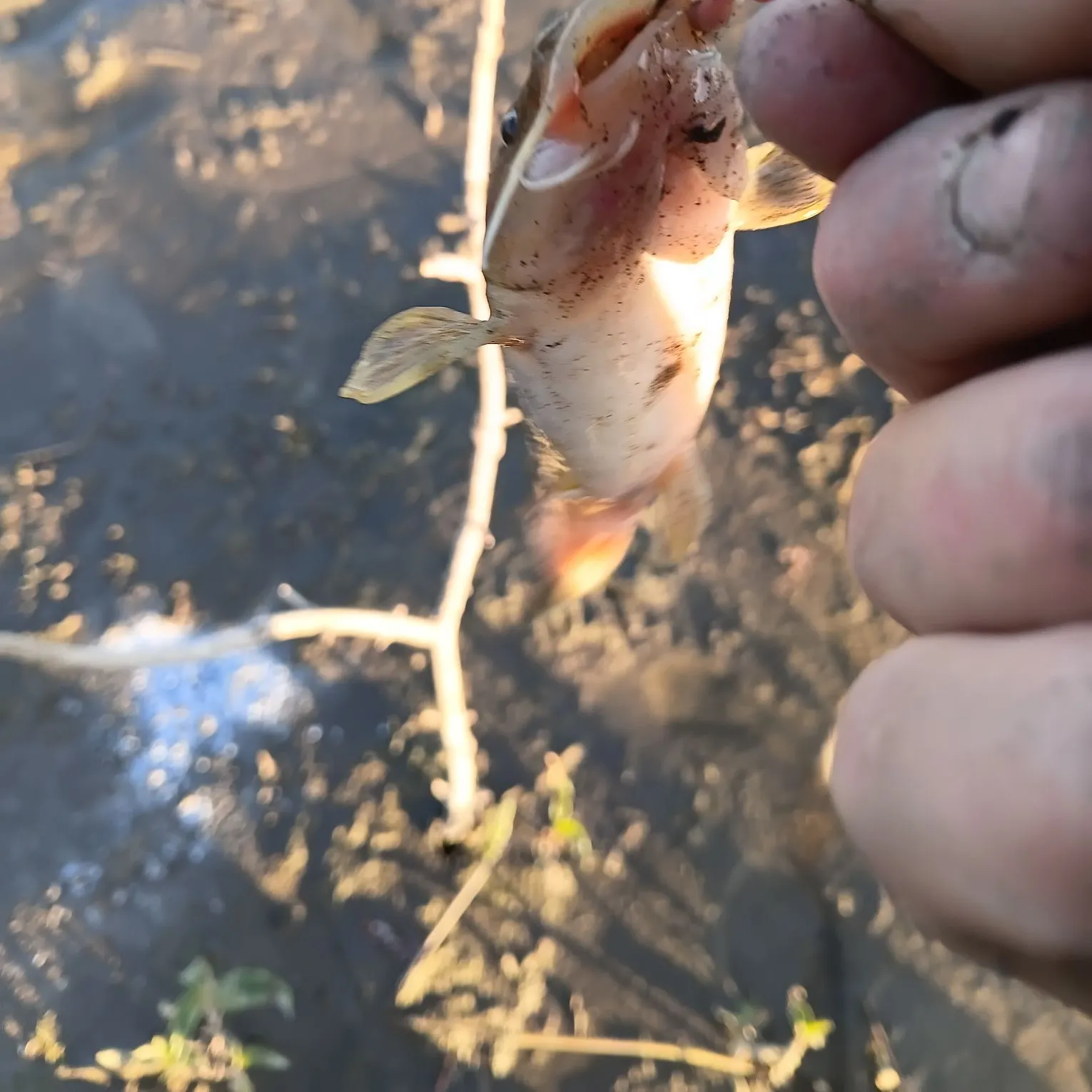 The most recent Stonecat catches on Fishbrain