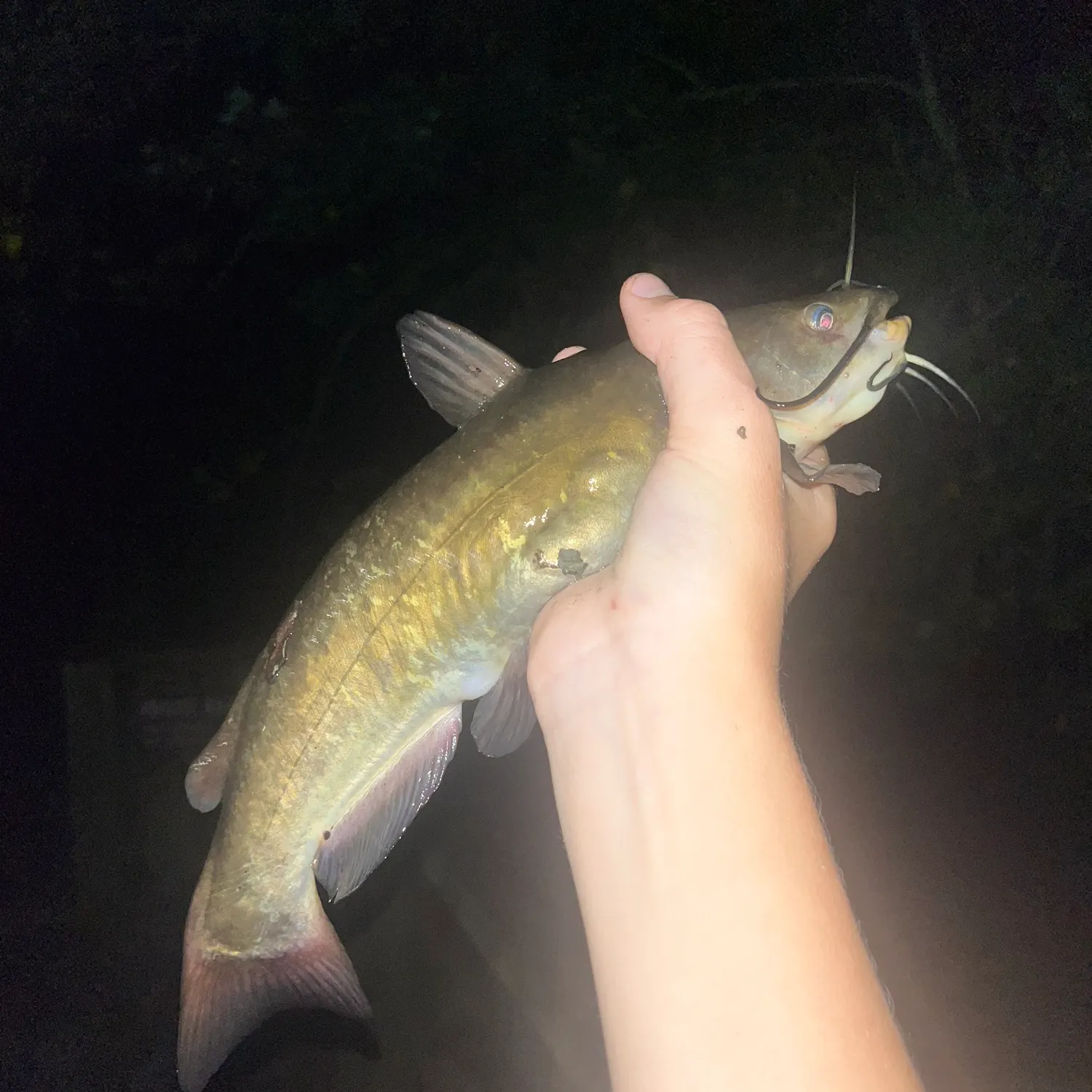 Brown bullhead caught on Fishbrain