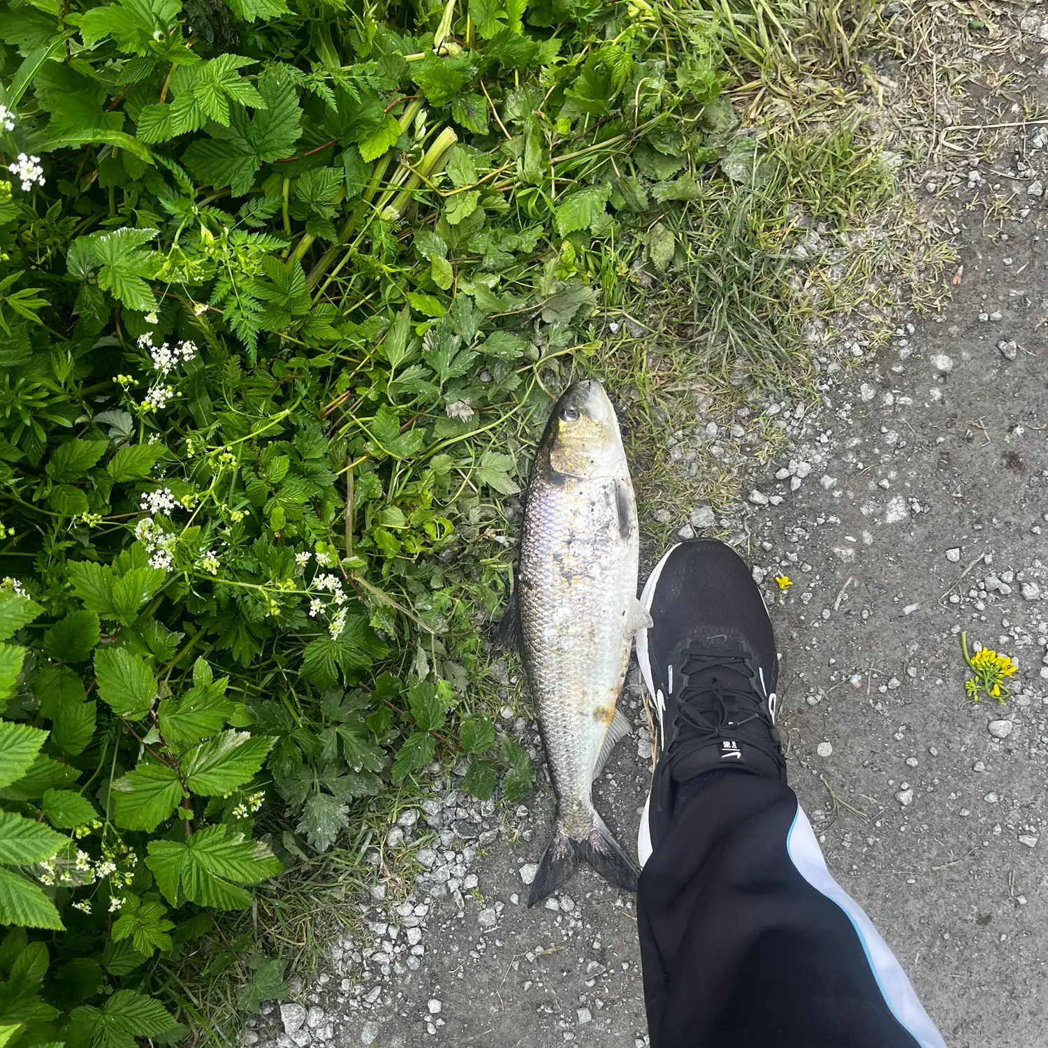 The most recent Allis shad catches on Fishbrain