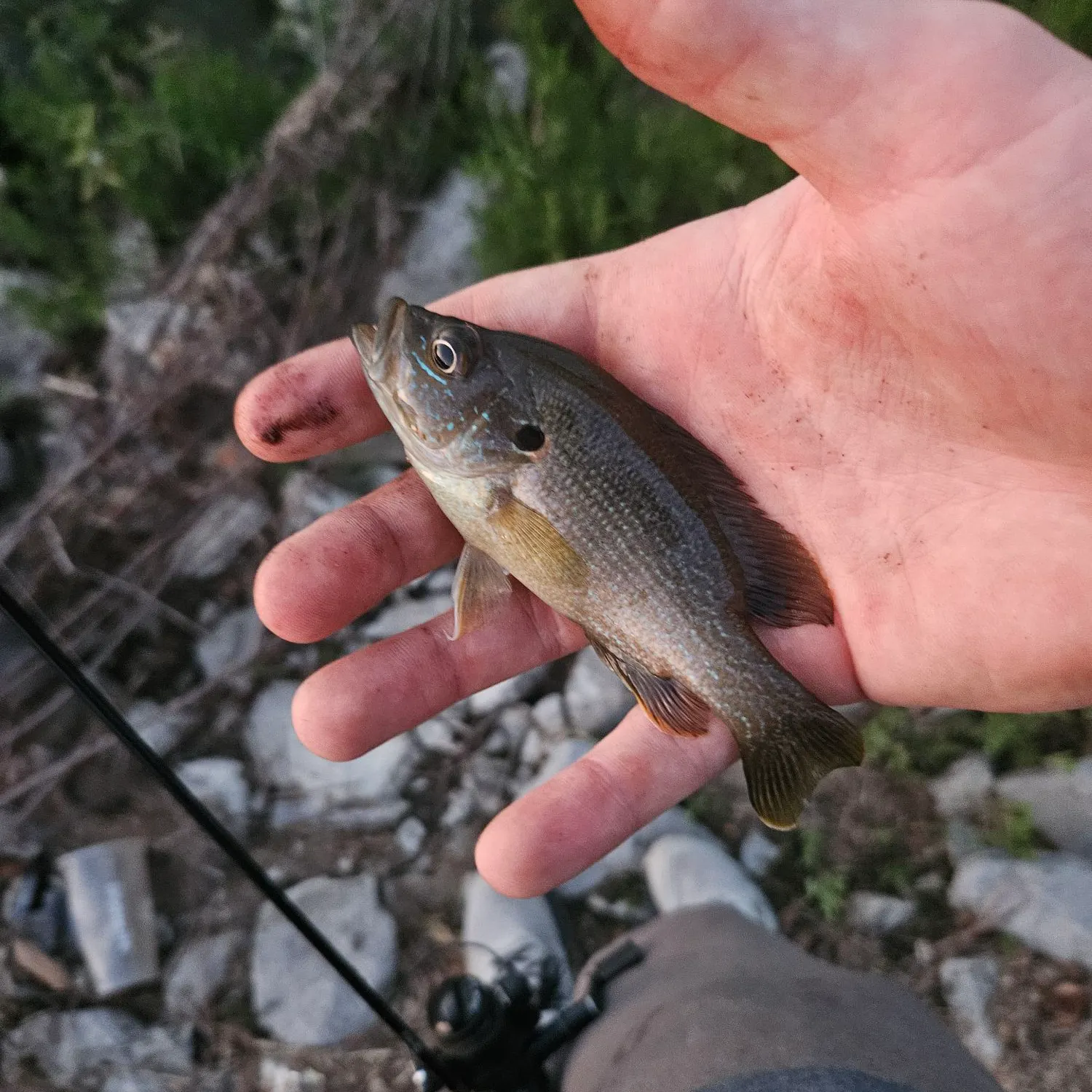Green sunfish caught on Fishbrain