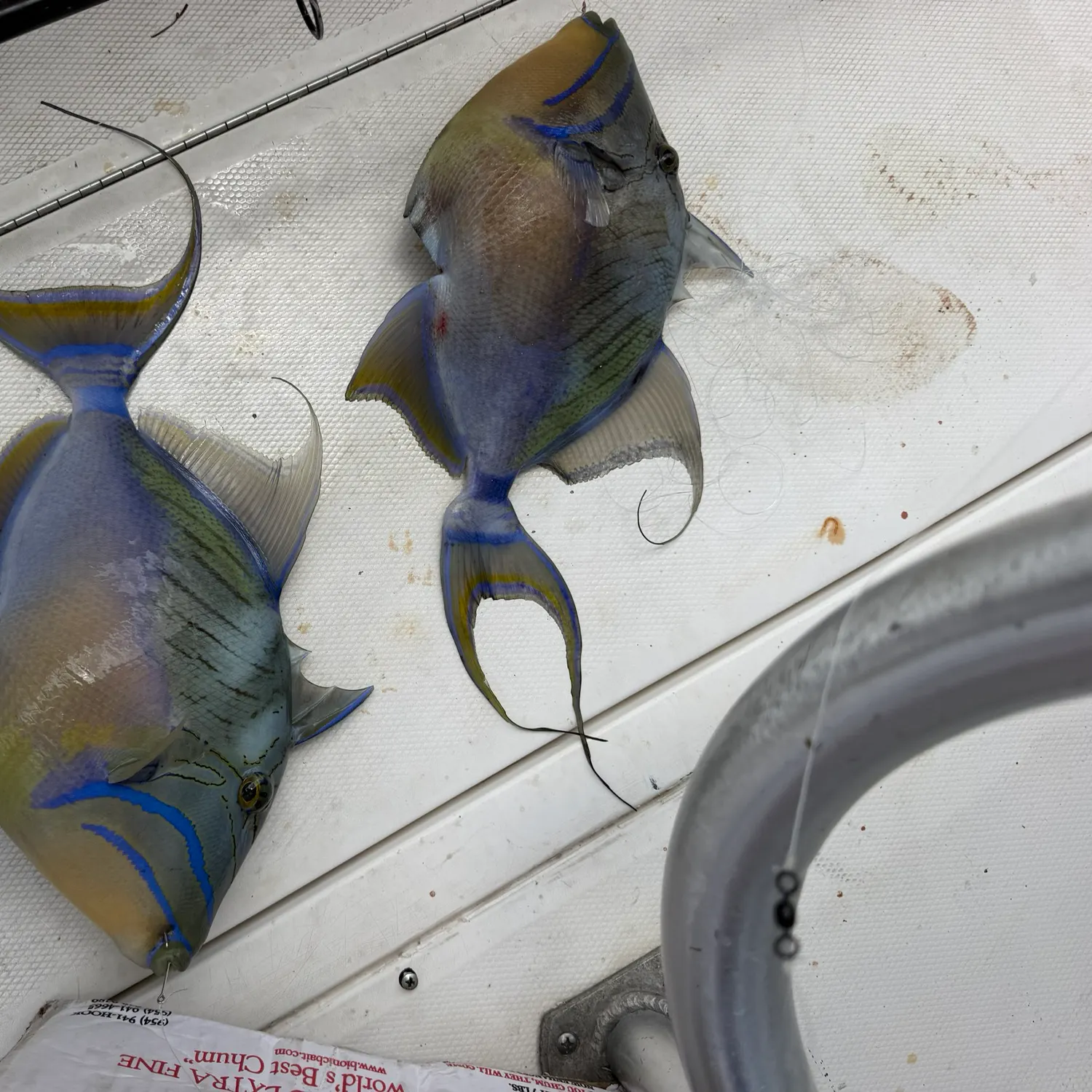 The most recent Queen triggerfish catches on Fishbrain