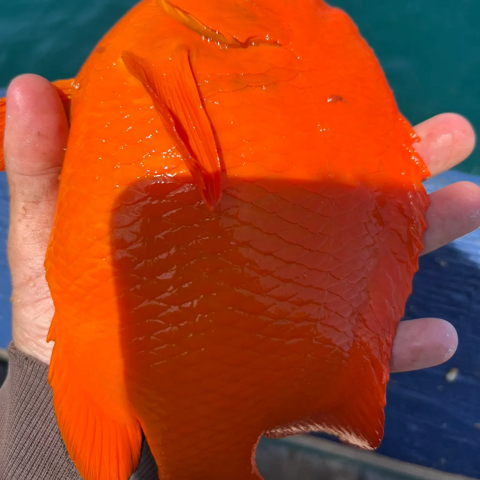 The most recent Garibaldi damselfish catches on Fishbrain