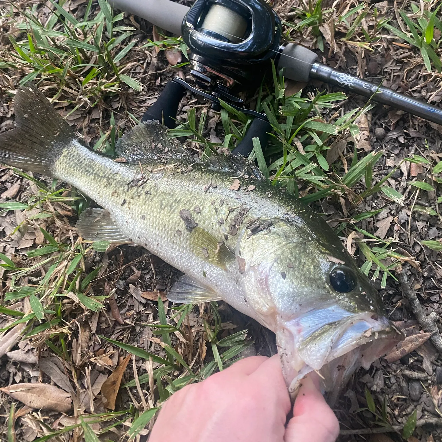 Largemouth bass caught on Fishbrain