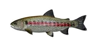 Great basin redband trout