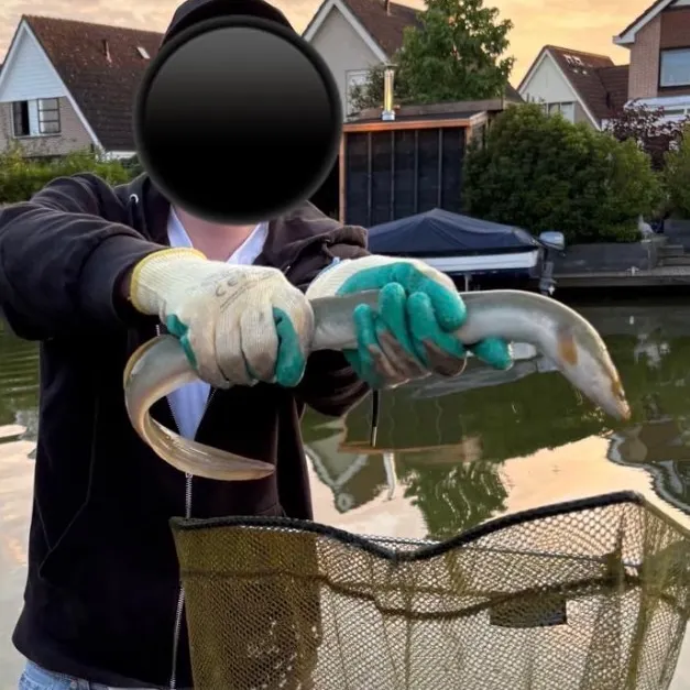 European eel caught on Fishbrain