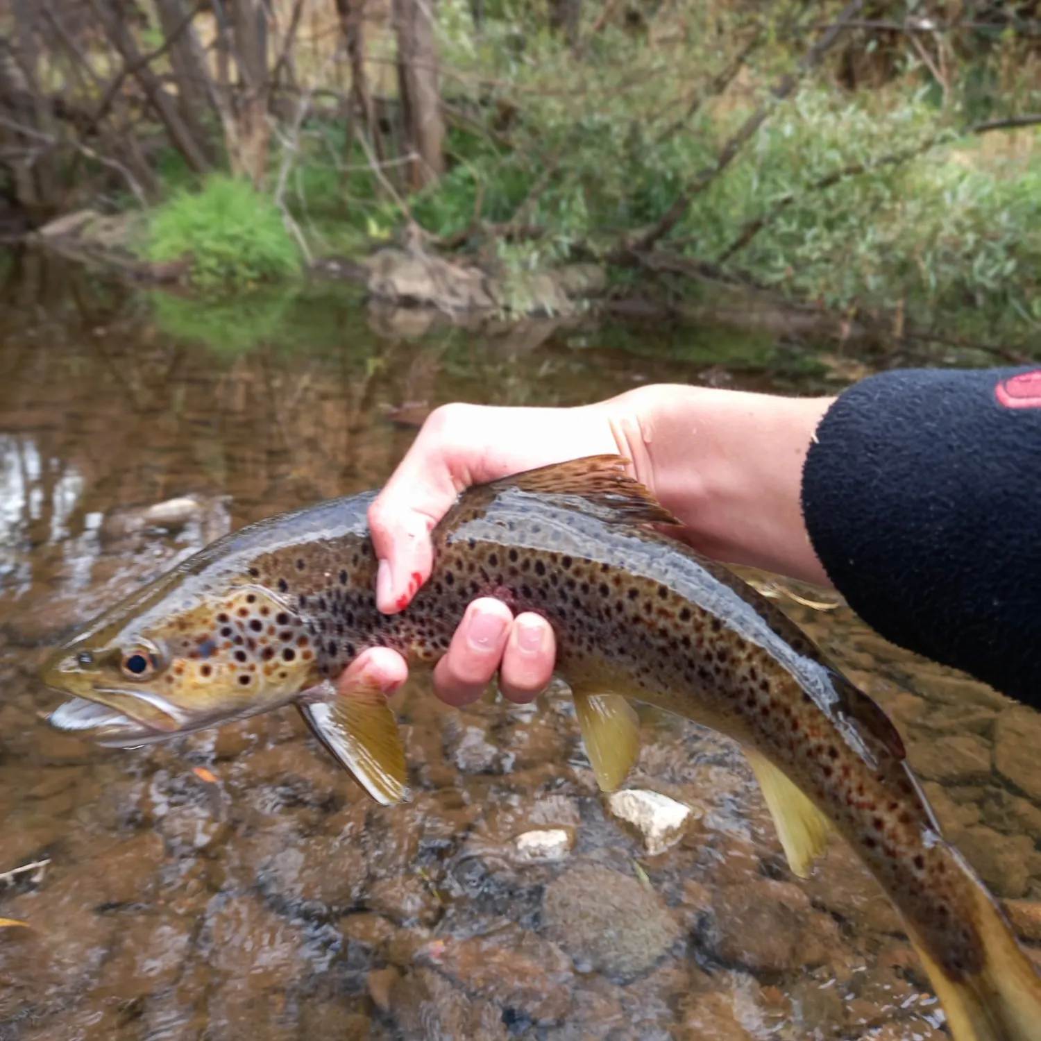 Brown trout caught on Fishbrain
