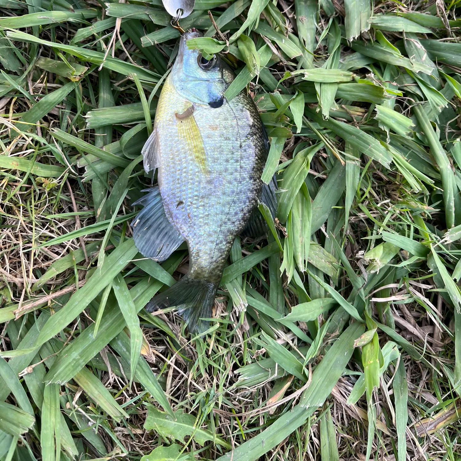 Bluegill caught on Fishbrain