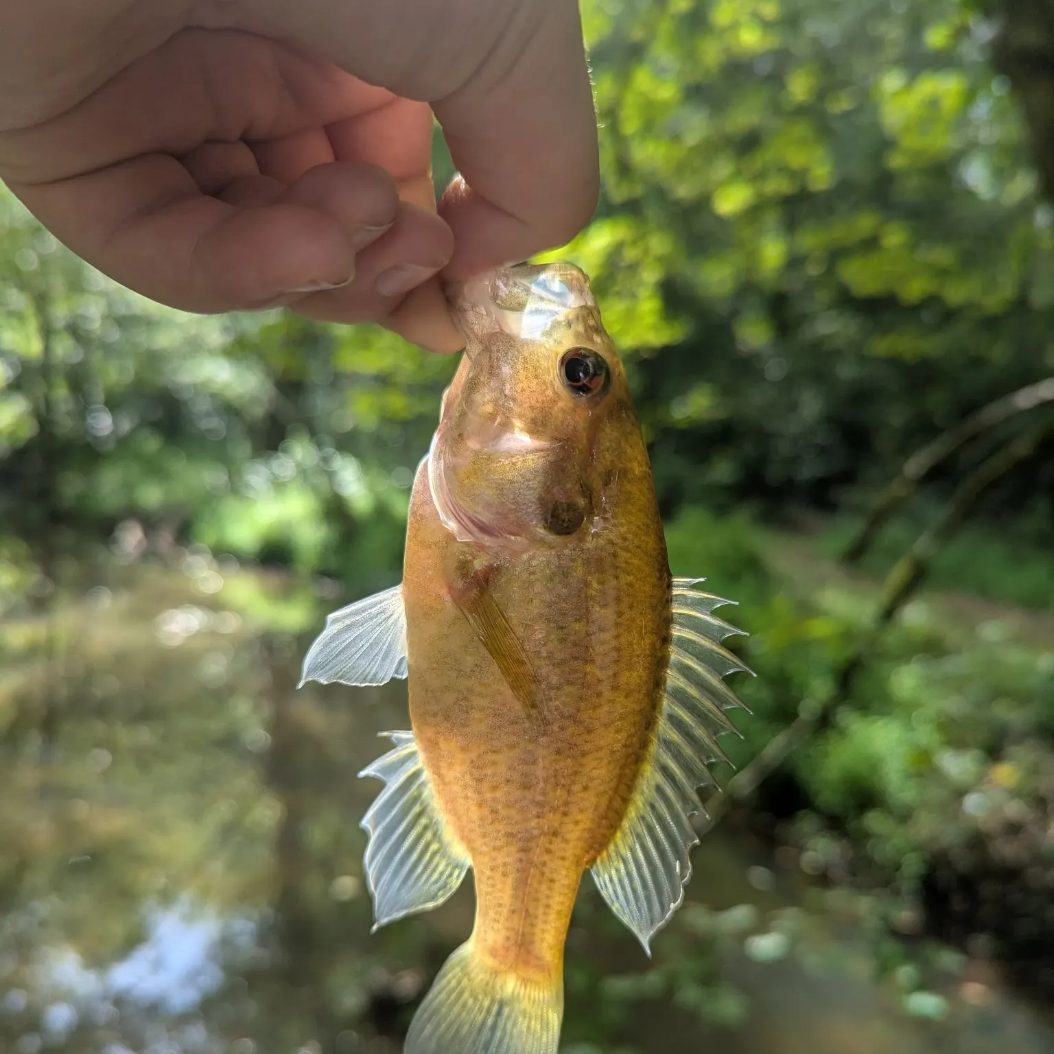 Warmouth caught on Fishbrain