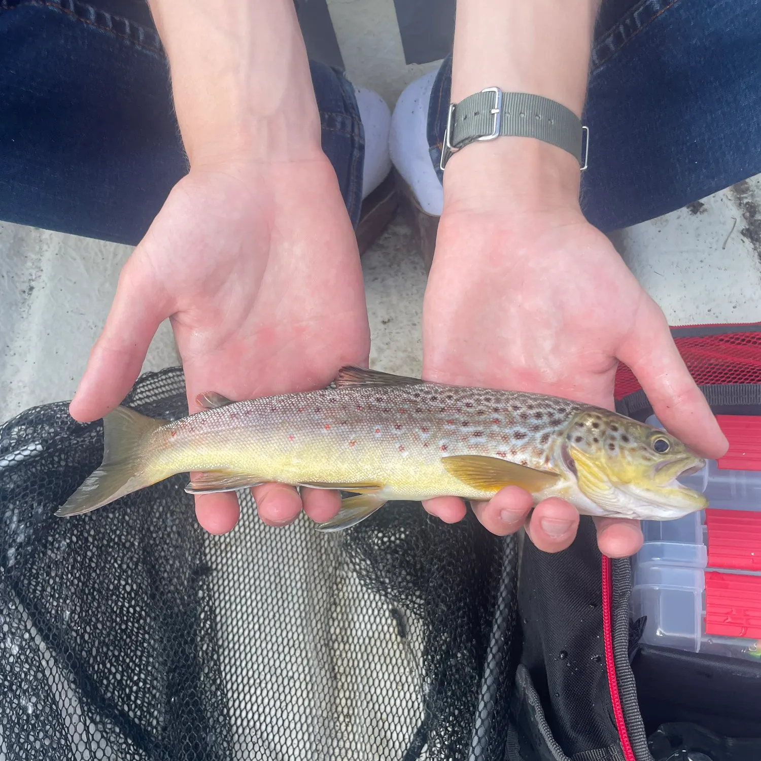 The most recent Lake trout catches on Fishbrain